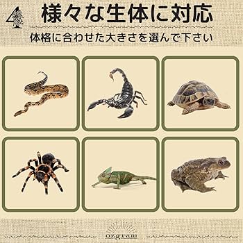 爬虫類　月と太陽　角型シェルター　24 Amazon | HAPPY SUGAR メダカ 隠れ家 爬虫類 シェルター